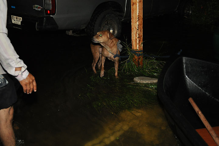 dsc 0119 Vmodtech.com ออกช่วยสุนัขที่ประสบภัยน้ำท่วม