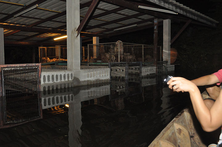 dsc 0133 Vmodtech.com ออกช่วยสุนัขที่ประสบภัยน้ำท่วม