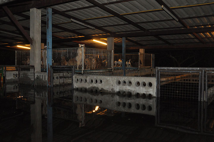 dsc 0135 Vmodtech.com ออกช่วยสุนัขที่ประสบภัยน้ำท่วม