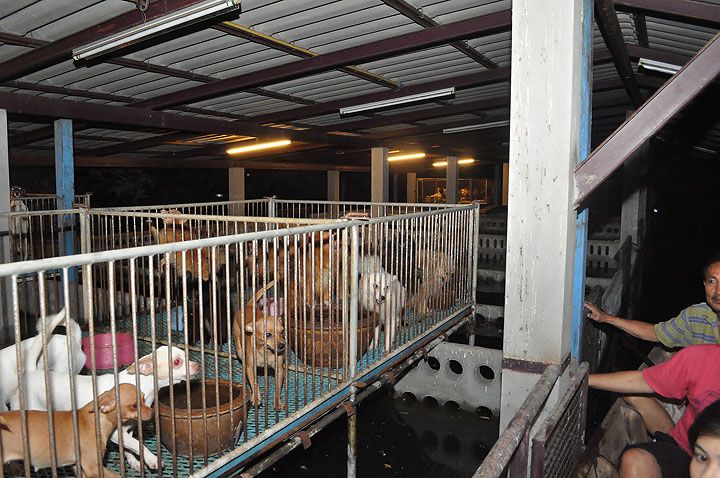 dsc 0140 Vmodtech.com ออกช่วยสุนัขที่ประสบภัยน้ำท่วม