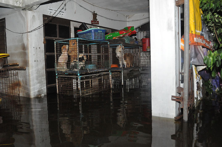 dsc 0142 Vmodtech.com ออกช่วยสุนัขที่ประสบภัยน้ำท่วม