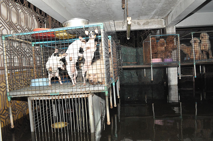 dsc 0143 Vmodtech.com ออกช่วยสุนัขที่ประสบภัยน้ำท่วม