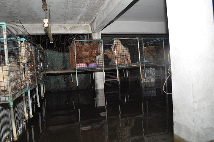 dsc 0144 Vmodtech.com ออกช่วยสุนัขที่ประสบภัยน้ำท่วม