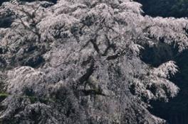 image012 กล้องนิคอน D810 ใหม่ มาพร้อมกับเซ็นเซอร์รับภาพความละเอียด 36.3 ล้านพิกเซล ตอบสนองการทำงานอเนกประสงค์ เพื่อภาพถ่ายคุณภาพเหนือระดับ สร้างสรรค์ภาพถ่ายและวีดีโอคุณภาพยอดเยี่ยม ตอบสนองความต้องการของผู้ที่มีใจรักการถ่ายภาพและช่างภาพมืออาชีพได้อย่างลงตัว