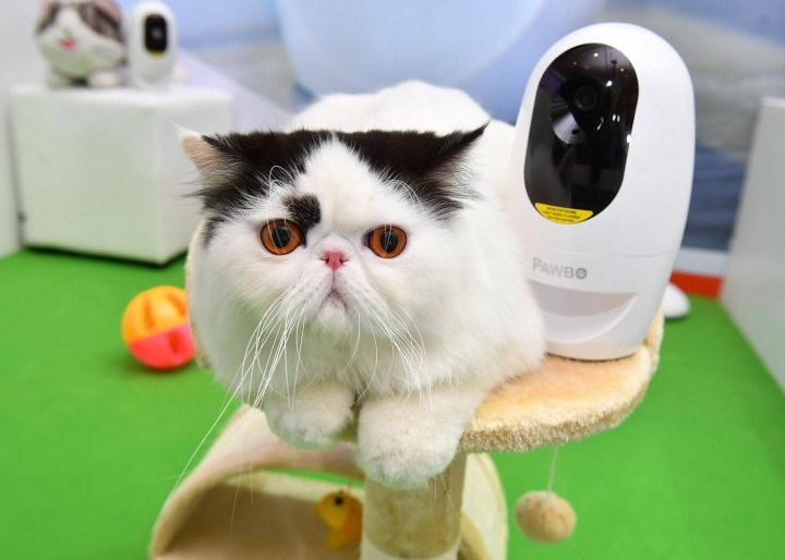 16810697_10209320494304308_163056754_o 16810697 10209320494304308 163056754 o 720x514 เอเซอร์ชูจุดแข็งด้านฮาร์ดแวร์ ซอฟต์แวร์และบริการรุกตลาดผลิตภัณฑ์ไอโอทีตอบโจทย์การใช้ชีวิตยุคดิจิทัล