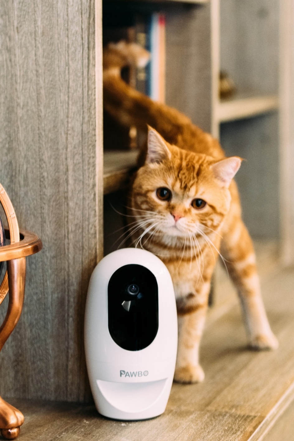  dsc8869 เอเซอร์ ลุยตลาดเพ็ทเลิฟเวอร์ เปิดตัว Pawbo+ และ Pawbo Catch กล้องอัจฉริยะ และสมาร์ททอย แก็ดเจ็ทใหม่สำหรับคนรักสัตว์ พร้อมวางขายแล้วในงาน Pet Expo Thailand 2017