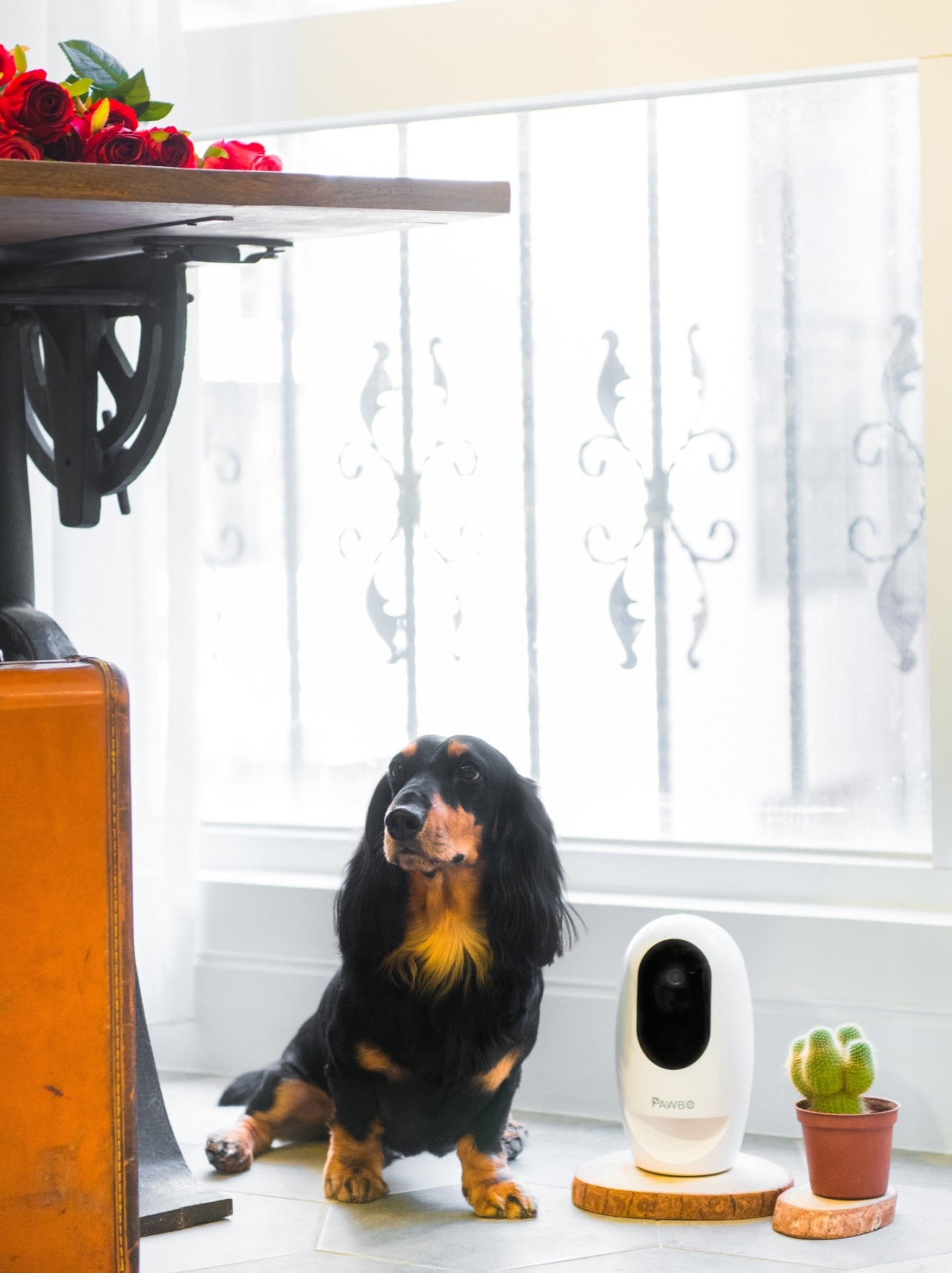 dsc 4237 เอเซอร์ ลุยตลาดเพ็ทเลิฟเวอร์ เปิดตัว Pawbo+ และ Pawbo Catch กล้องอัจฉริยะ และสมาร์ททอย แก็ดเจ็ทใหม่สำหรับคนรักสัตว์ พร้อมวางขายแล้วในงาน Pet Expo Thailand 2017