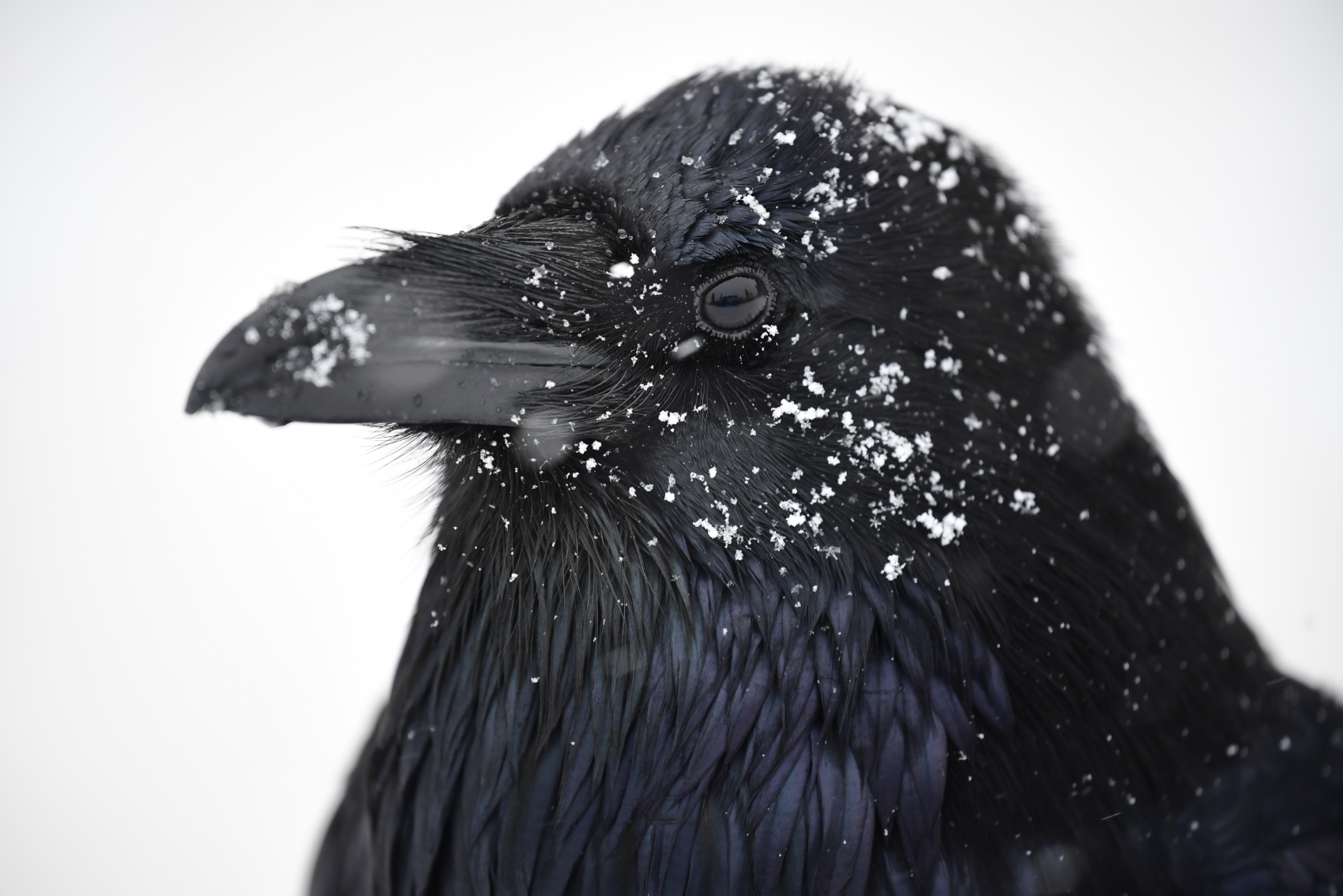 180 400mm f4e  02 rp 0437 a4 เลนส์ AF S NIKKOR 180 400mm f/4E TC1.4 FL ED VR มอบประสิทธิภาพเหนือระดับ พร้อมฟังก์ชันตอบโจทย์ทุกการใช้งาน 