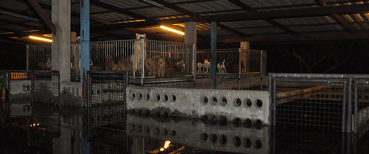 Vmodtech.com ออกช่วยสุนัขที่ประสบภัยน้ำท่วม